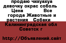 продаю чихуахуа девочку,окрас соболь › Цена ­ 25 000 - Все города Животные и растения » Собаки   . Калининградская обл.,Советск г.